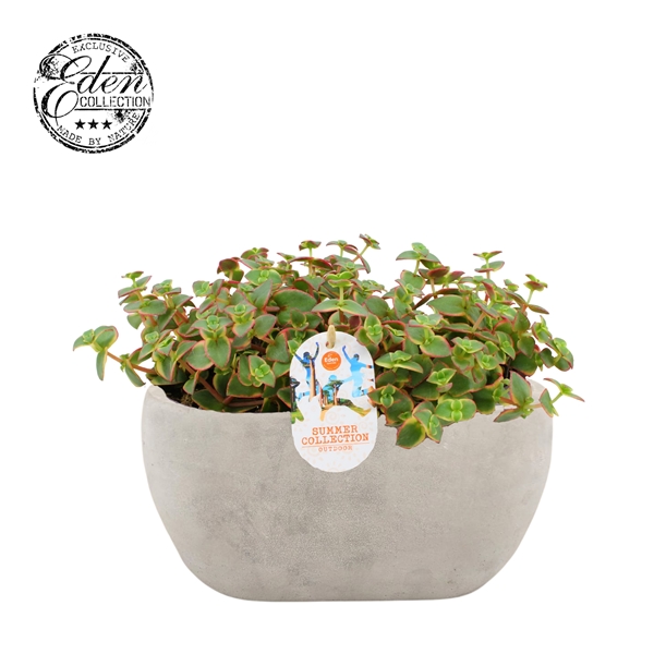 Crassula Pellucide Variegata Summer Collection