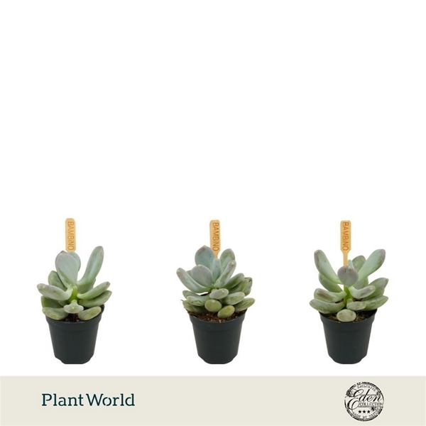 Echeveria Gluticaule 