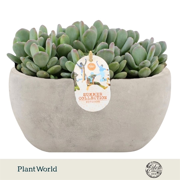Echeveria Glutinicaule Summer Collection