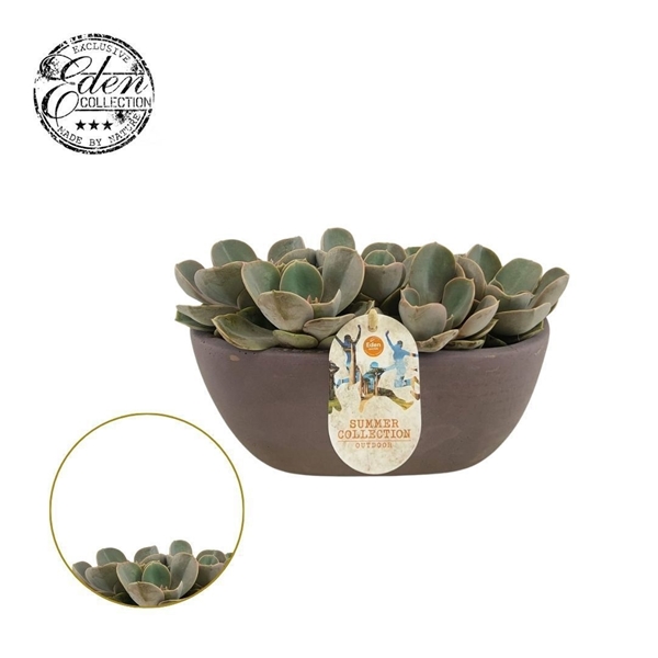 Echeveria Pearl Von Neurenberg Summer Collection