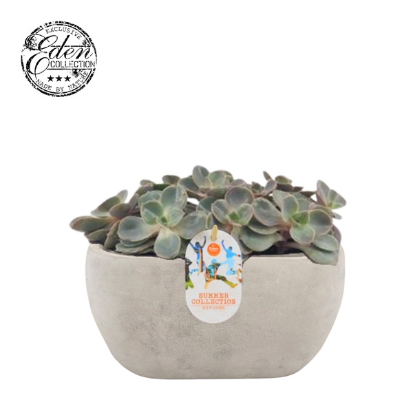 Echeveria Pearl Von Neurenberg Summer Collection
