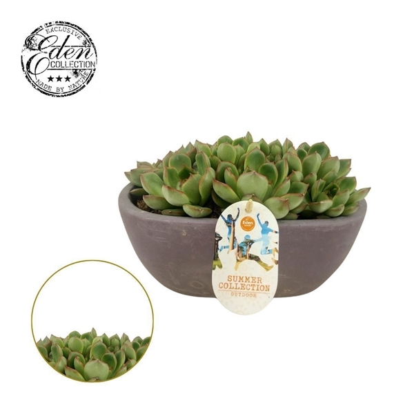 Echeveria Skater Summer Collection