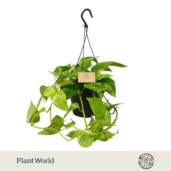 Epipremnum Hawaien Ampel