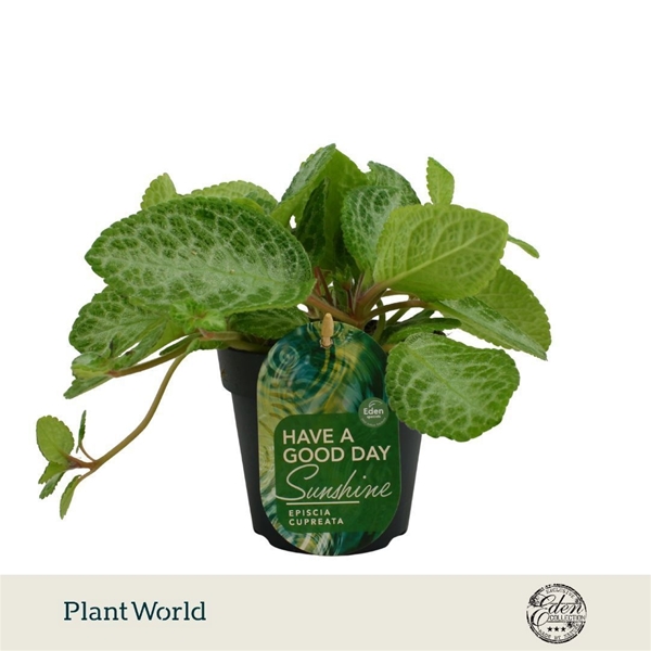 Episcia Cupreata Minty  