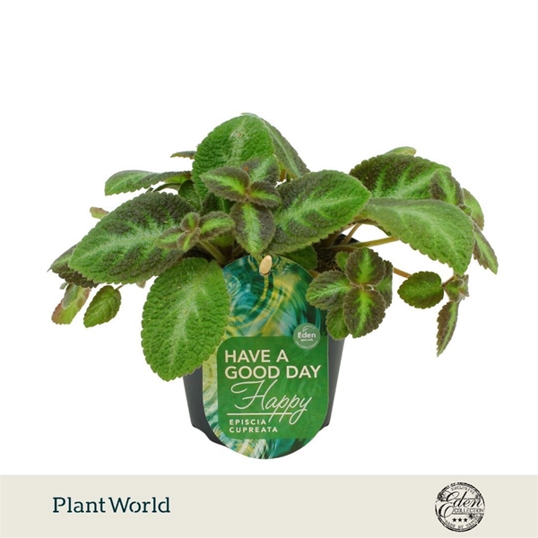 Episcia Cupreata Neon Suprise 