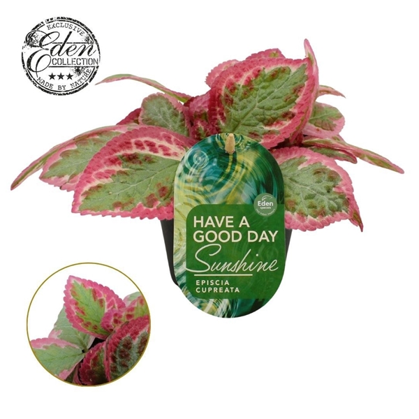 Episcia Pink Brocade, 12cm