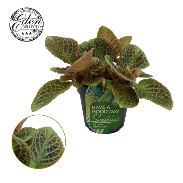 Episcia Cupreata Shimmer 