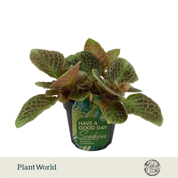 Episcia Cupreata Shimmer 