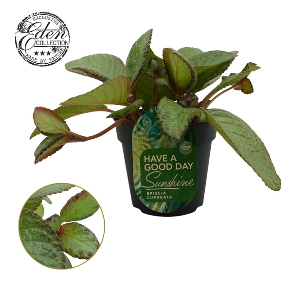 Episcia Cupreata Tierra Menta 