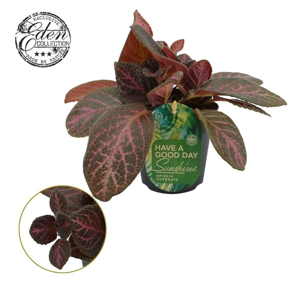 Episcia Cupreata Tier Noche 