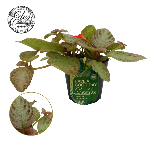 Episcia Cupreata Tierra Plata 