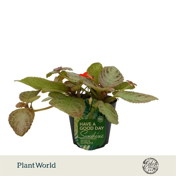 Episcia Cupreata Tierra Plata 