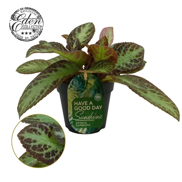 Episcia Cupreata Zebra 