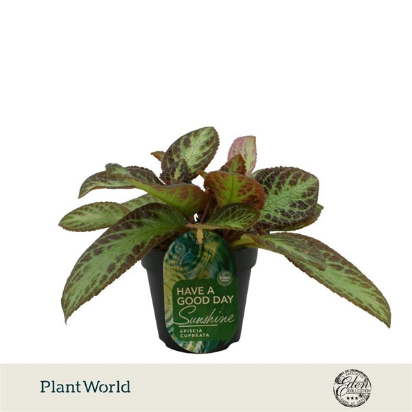 Episcia Cupreata Zebra 