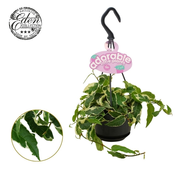 Ficus Radicans Ampel