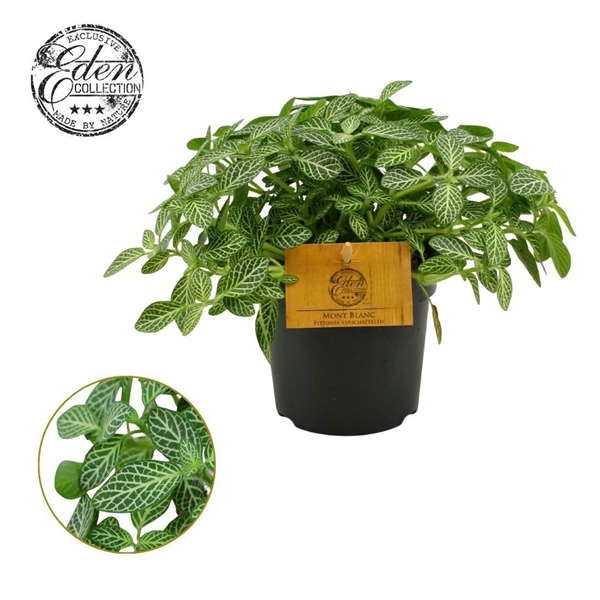 Fittonia Verschaffeltii 