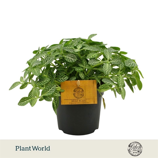 Fittonia Verschaffeltii 