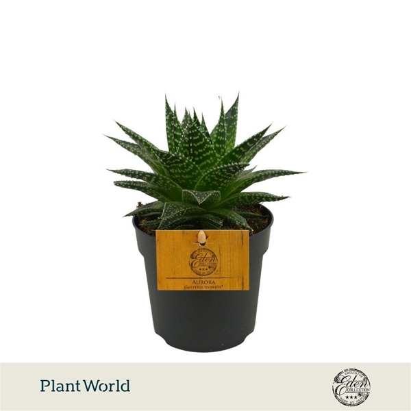 Gasteria Hybride Aurora