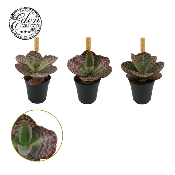 Kalanchoe Humilis