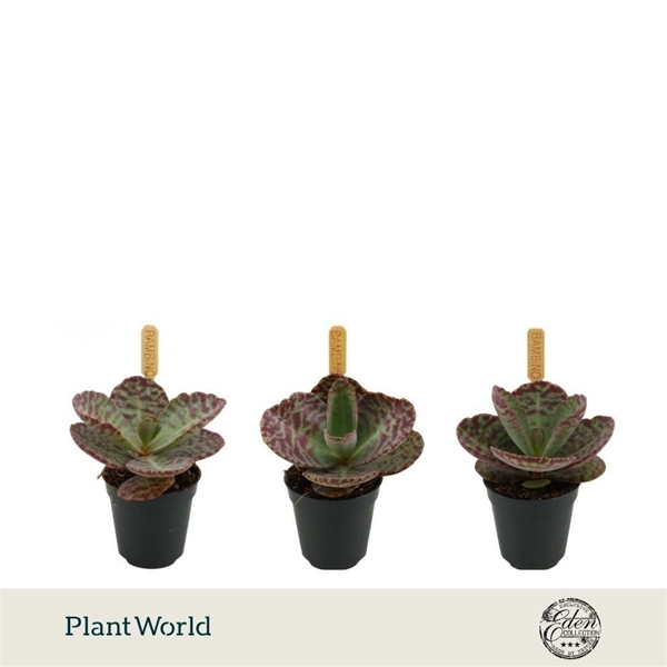 Kalanchoe Humilis