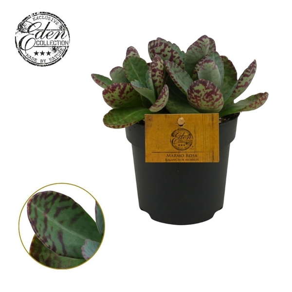 Kalanchoe Humilis