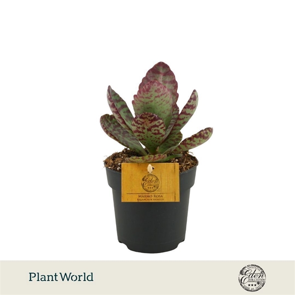 Kalanchoe Humilis