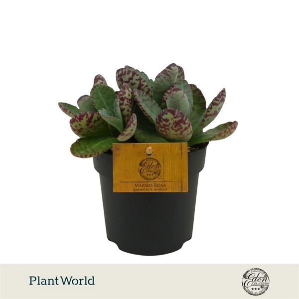 Kalanchoe Humilis