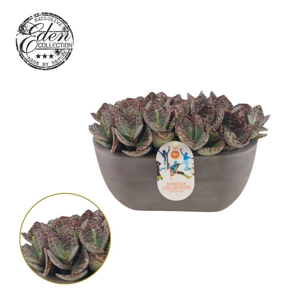 Kalanchoe Humilis  Summer Collection