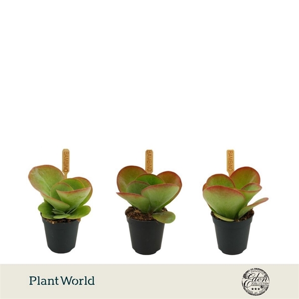 Kalanchoe Thyrsiflora