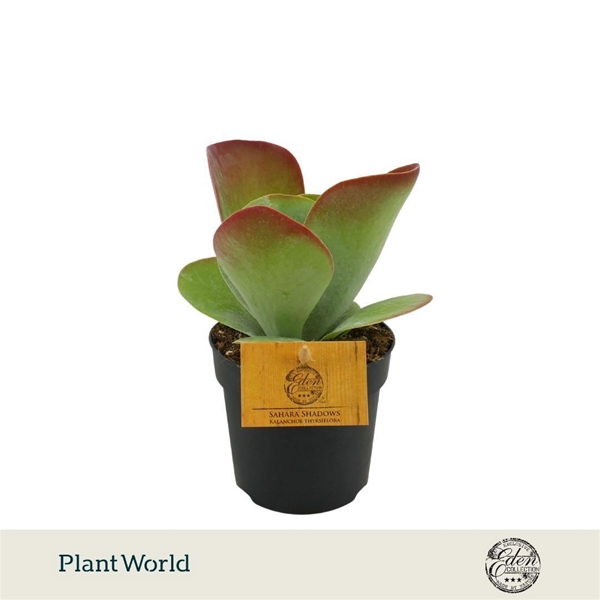 Kalanchoe Thyrsiflora