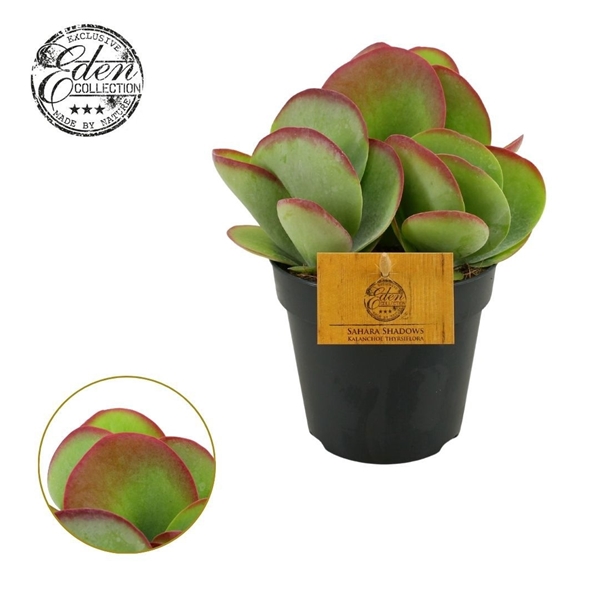 Kalanchoe Thyrsiflora