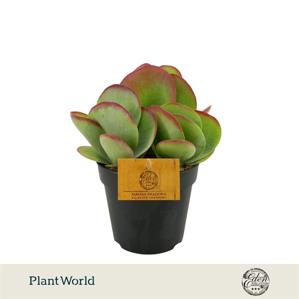Kalanchoe Thyrsiflora
