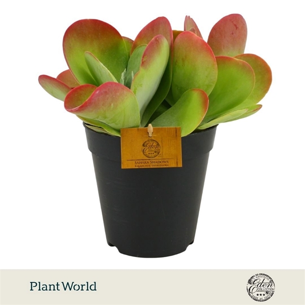 Kalanchoe Thyrsiflora 
