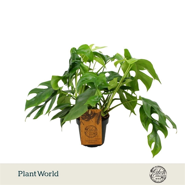 Monstera Minima