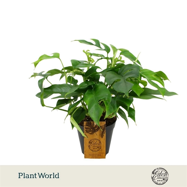 Monstera Minima