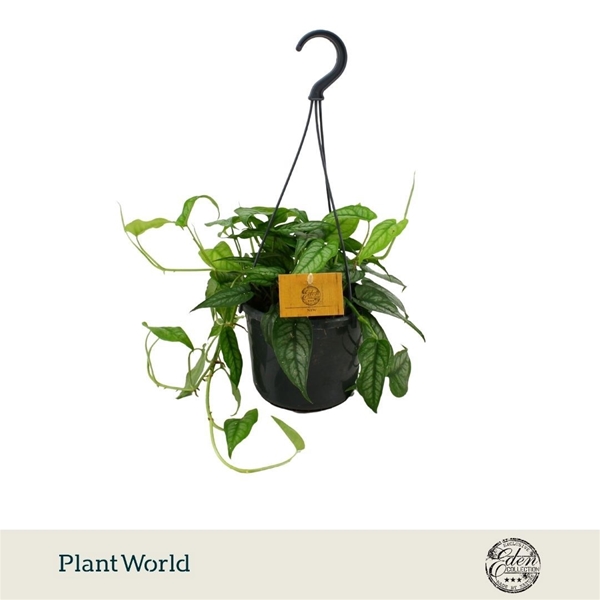 Monstera Siltepecana Ampel
