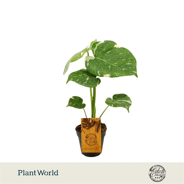 Monstera Thai Constellation