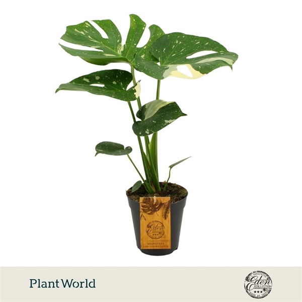 Monstera Thai Constellation