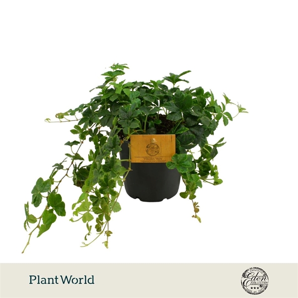 Parthenocissus Striata