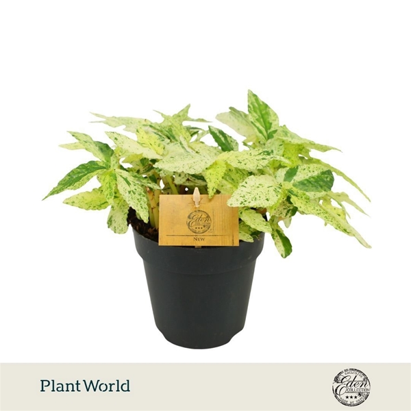 Pellionia repens Variegata