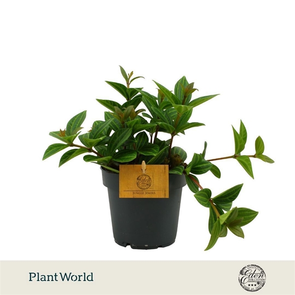 Peperomia Rocca Alto