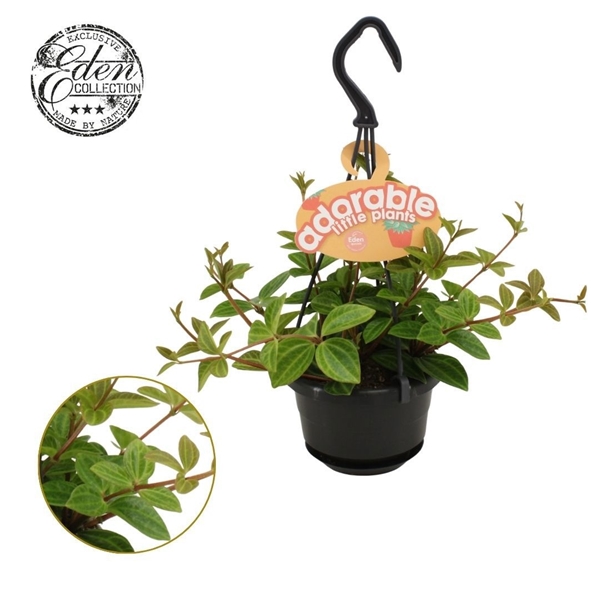 Peperomia Angulata Rocca Vivace Ampel