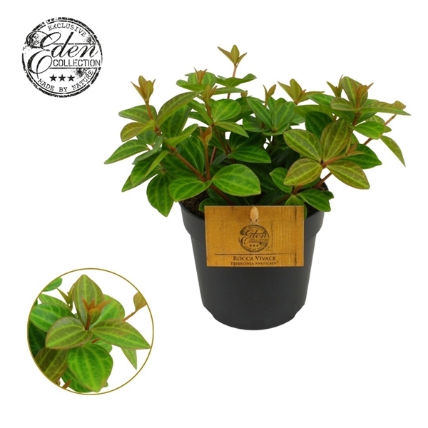 Peperomia Rocca Vivace