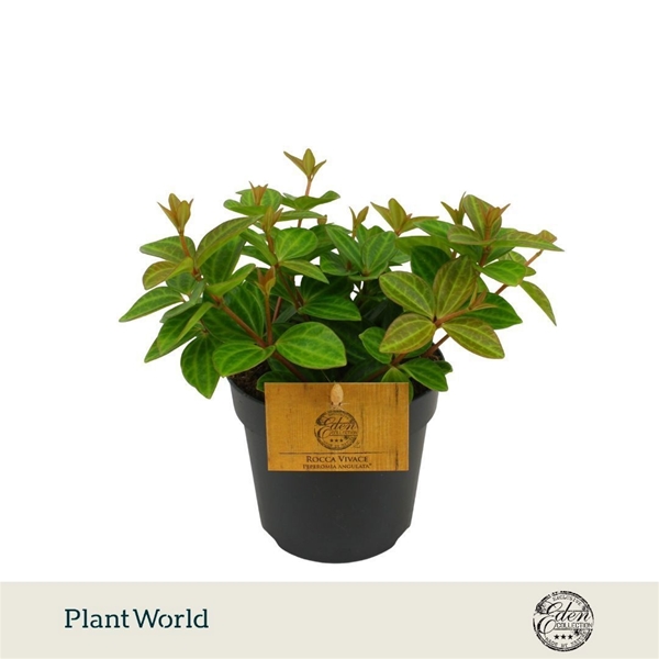 Peperomia Rocca Vivace