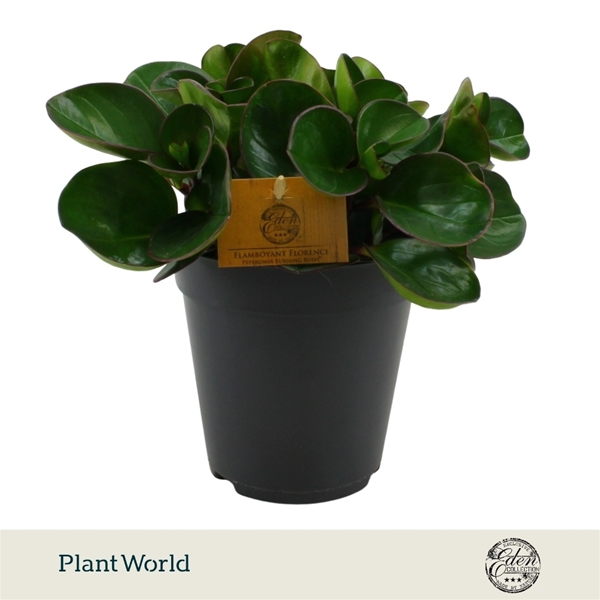 Peperomia Burning Bush