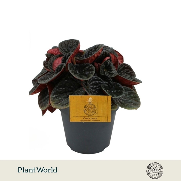 Peperomia Chocolat