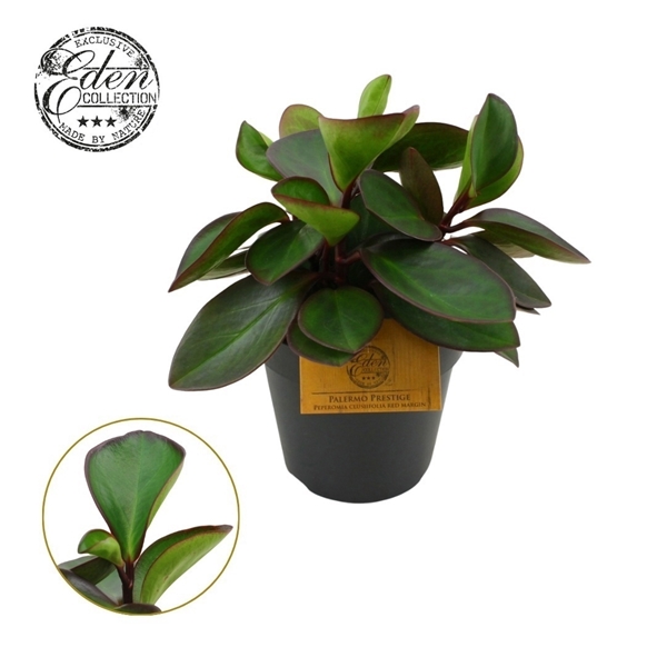 Peperomia Red Margin 
