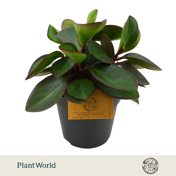 Peperomia Red Margin 