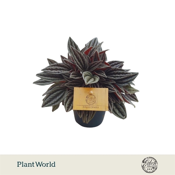 Peperomia Florance Family 