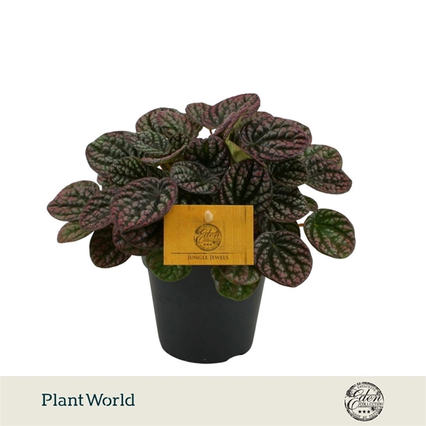Peperomia Lucinda
